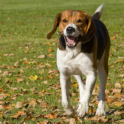 are estonian hound aggressive