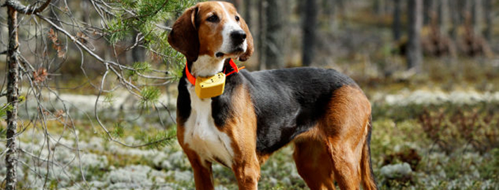 are finnish hound aggressive