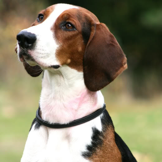 are finnish hound aggressive