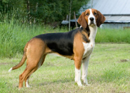 Finnish-Hound-Dog1-260x185.jpg