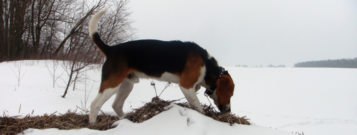 are estonian hound aggressive