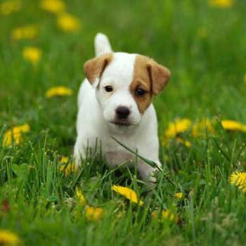 cute puppies jack russell