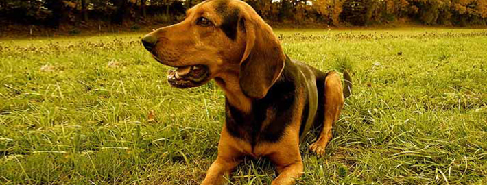 greek harehound is a mixed breed