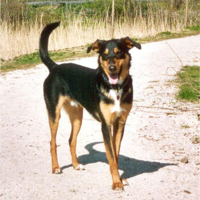 greek harehound is a mixed breed