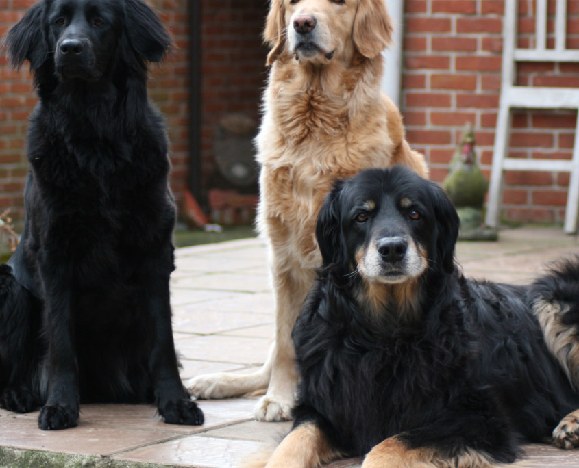 Hovawarts Breed Guide Learn About The Hovawarts hovawarts-breed-guide-learn-about-the-hovawarts