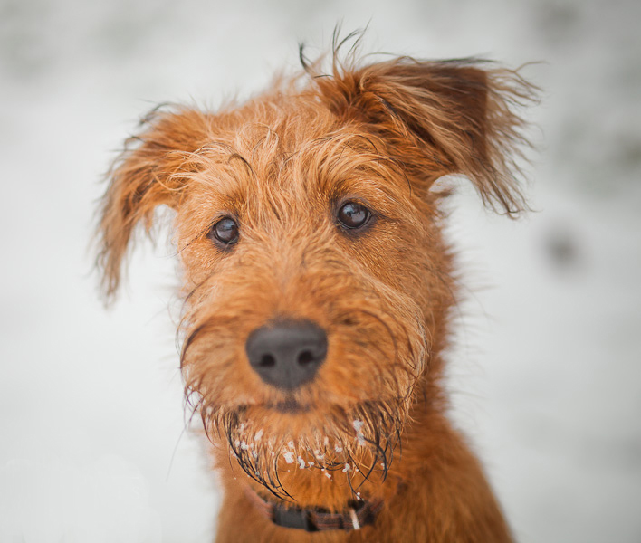 are pig ears bad for a irish terrier