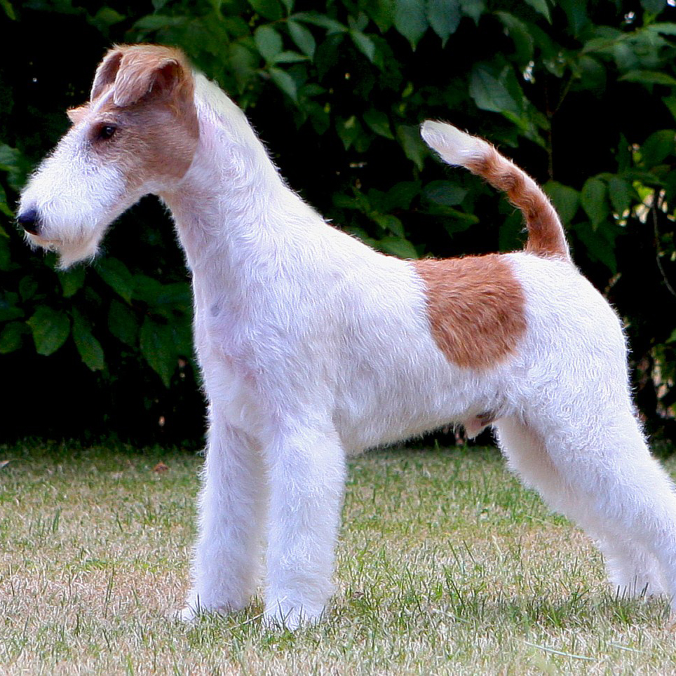 Wire Fox Terrier Breed Guide - Learn about the Wire Fox Terrier.