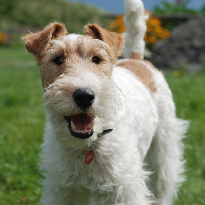 Wire Fox Terrier Breed Guide Learn About The Wire Fox Terrier
