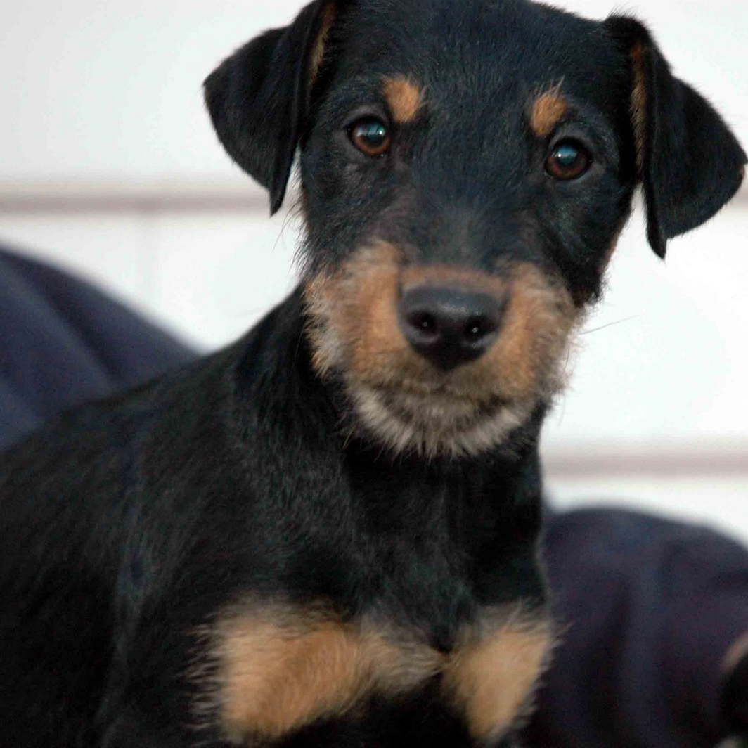 Jagdterrier Breed Guide Learn About The Jagdterrier