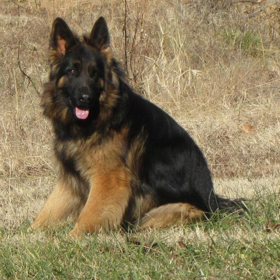 giant shepherd breed