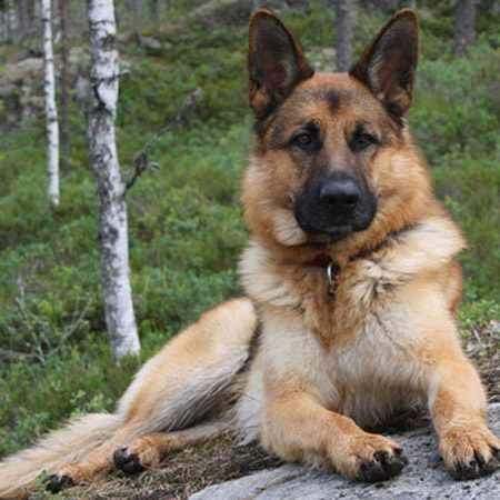 King Shepherd