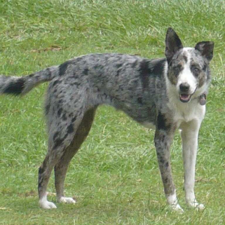 koolie x blue heeler