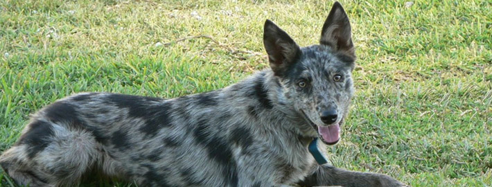 koolie x blue heeler