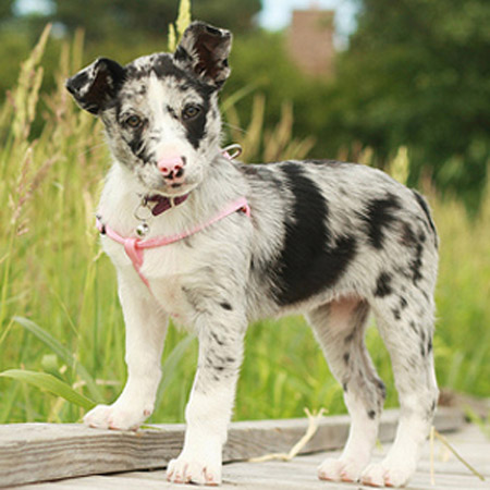 koolie x blue heeler