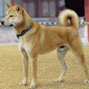 Korean Jindo Dog - Pet Paw
