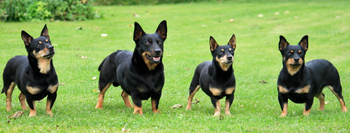 are lancashire heelers good dogs