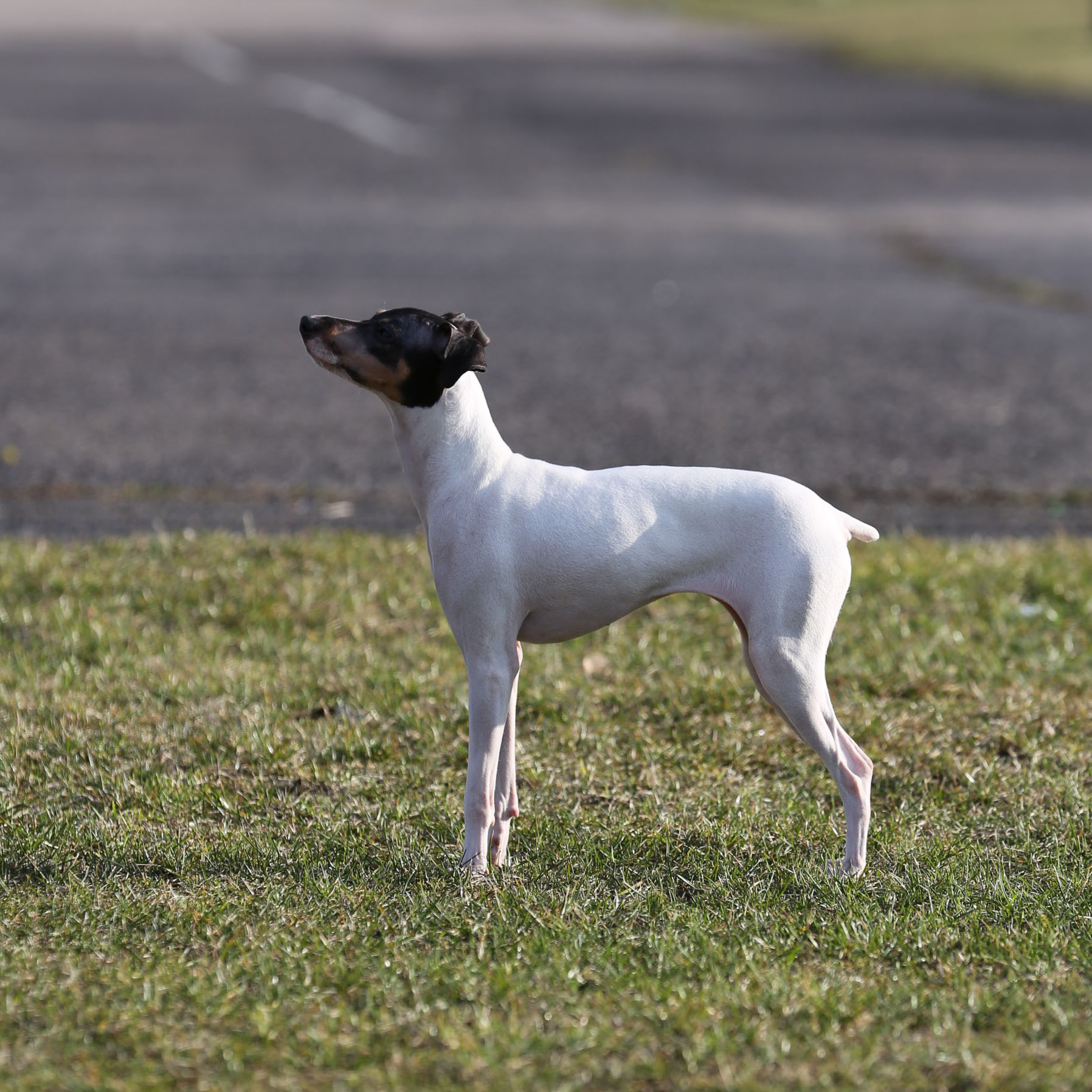 japanese terrier