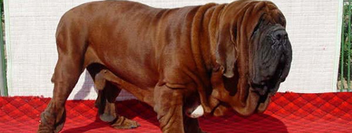 Korean Mastiff Breed Guide - Learn 