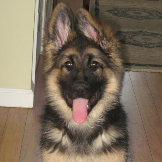 giant king shepherd puppies for sale