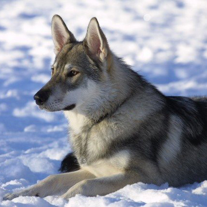 Tamaskan Dog Breed Guide - Learn about the Tamaskan Dog.