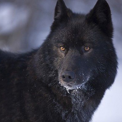 black tamaskan dog for sale