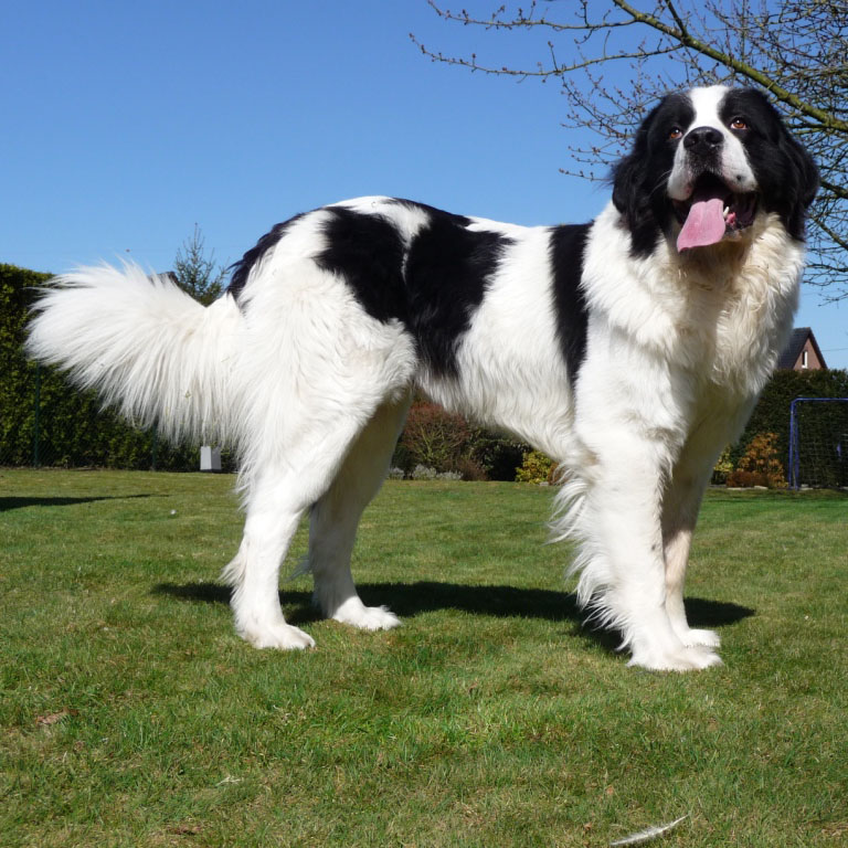 landseer dog breed