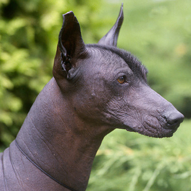 Xoloitzcuintli Breed Guide - Learn about the Xoloitzcuintli.