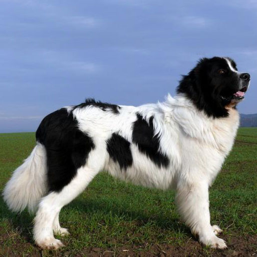 landseer temperament