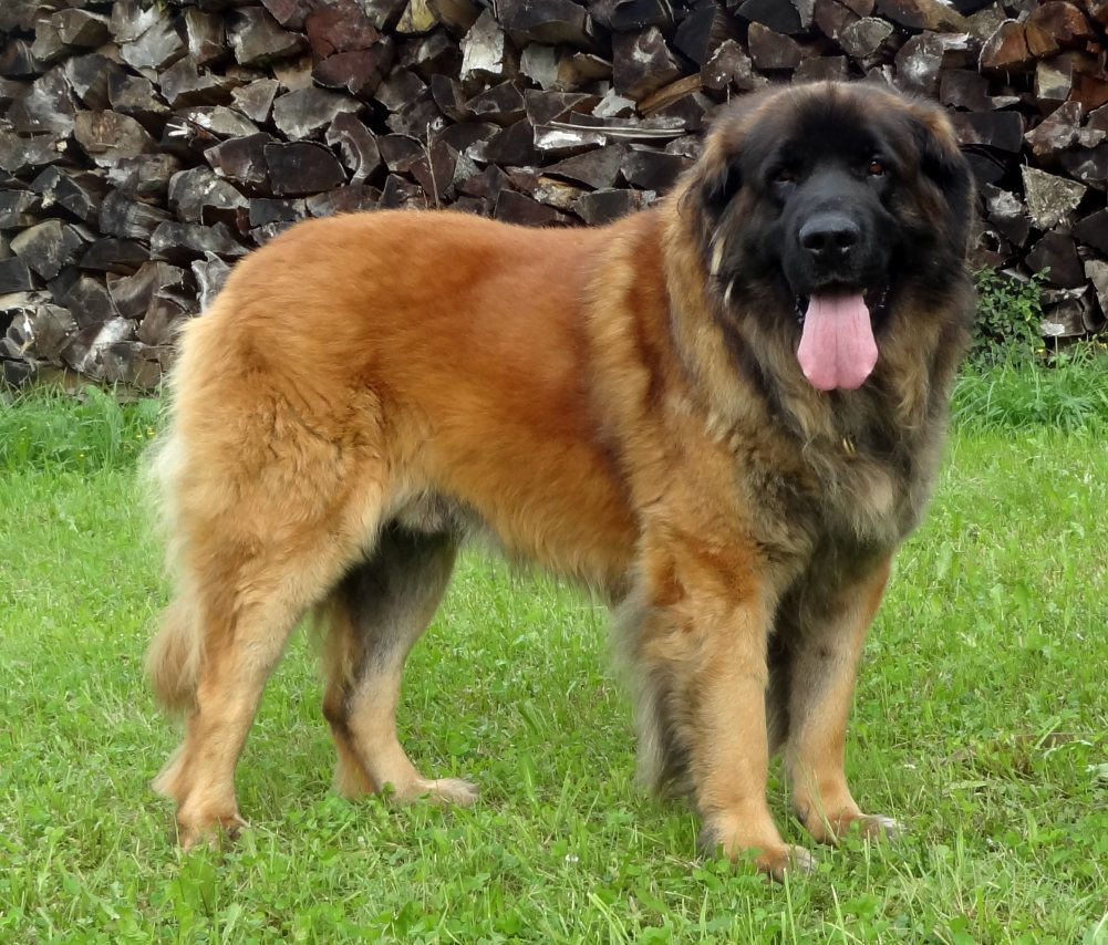 Top 99+ Images pictures of a leonberger dog Full HD, 2k, 4k