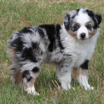 miniature australian collie