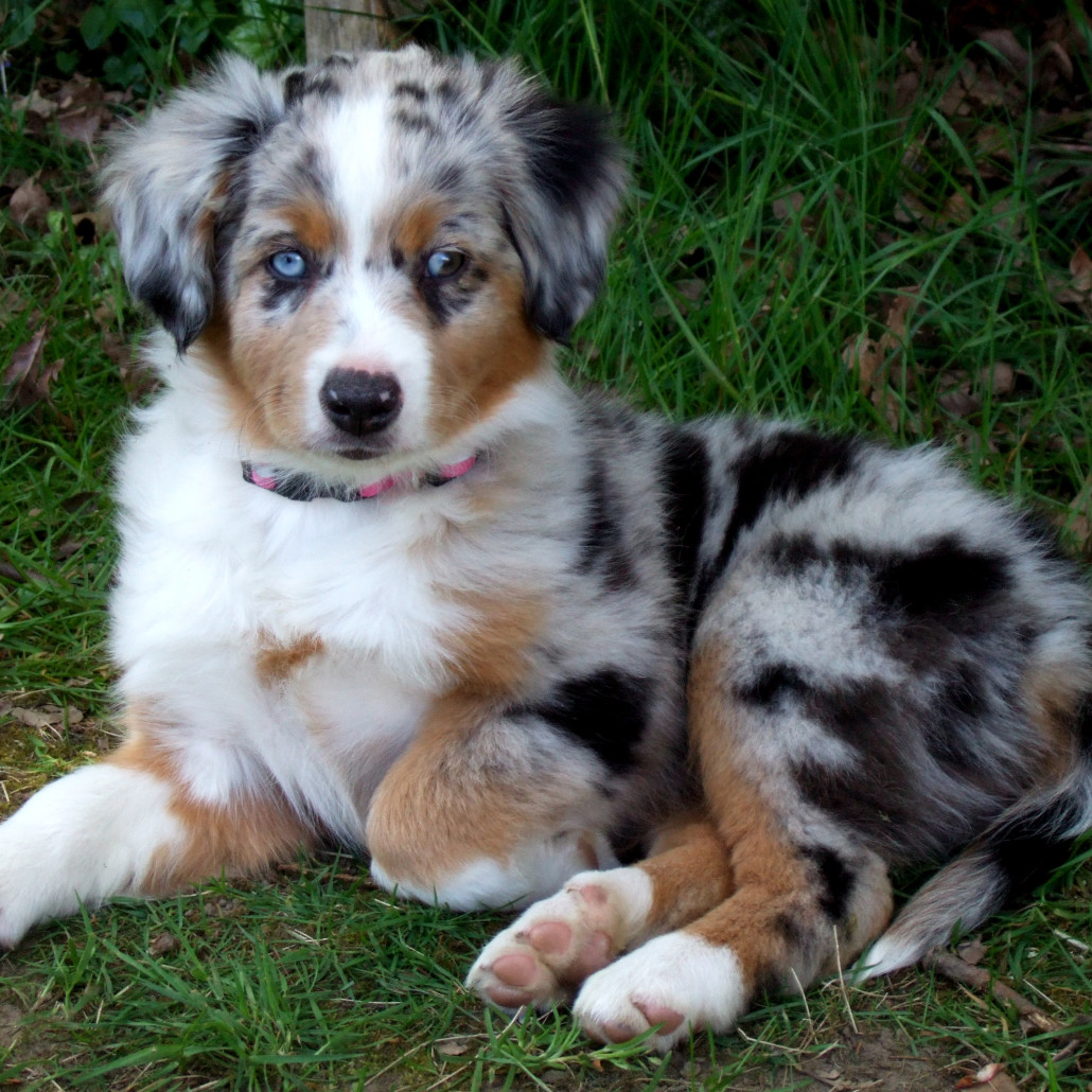 Miniature Australian Shepherd Information and Pictures - PetGuide