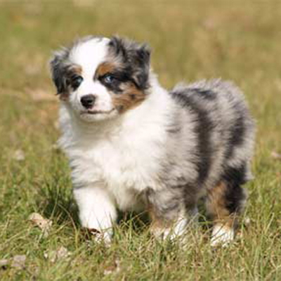 a mini australian shepherd