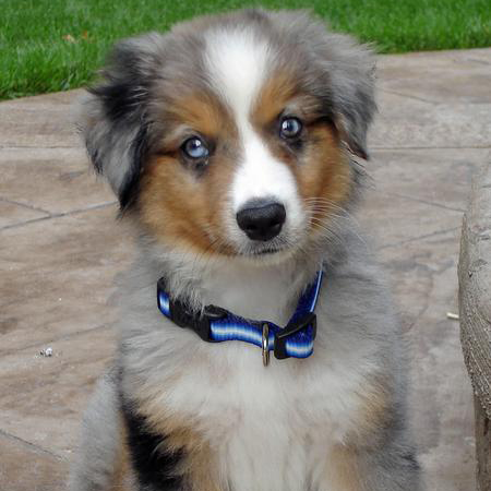 Miniature Australian Shepherd Breed Guide - Learn about the Miniature ...