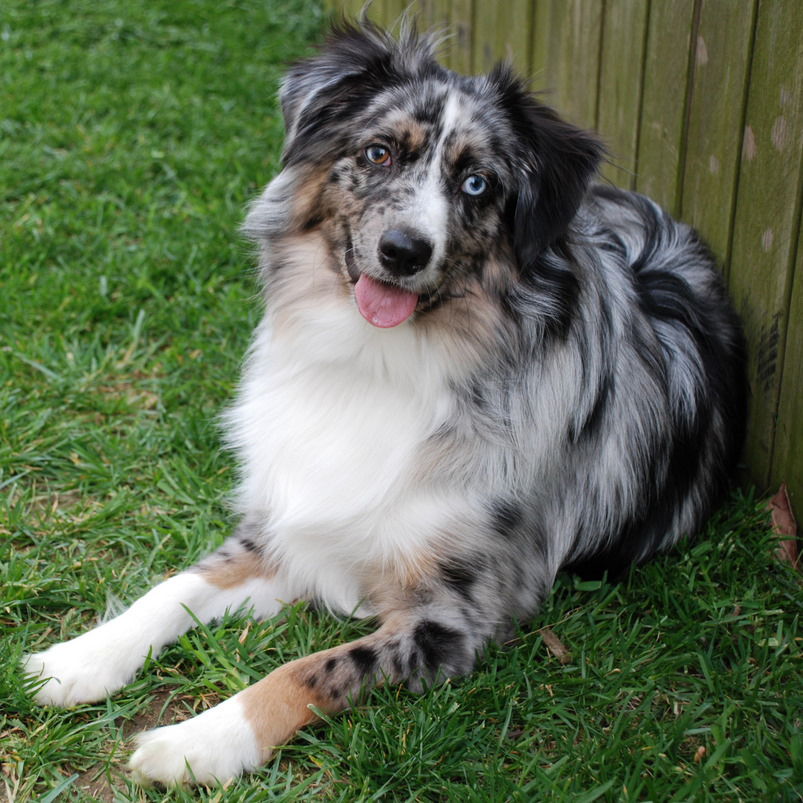 Australian Shepherd Chart