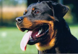 ROTTWEILER-1-1030x716