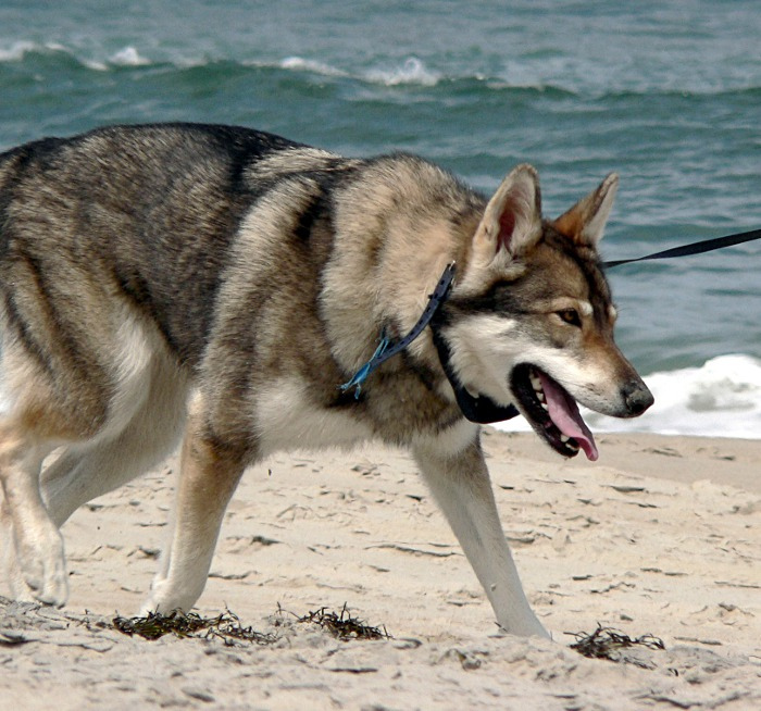 Tamaskan Dog Walking by the Beach