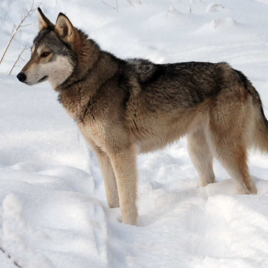 tamaskan dog