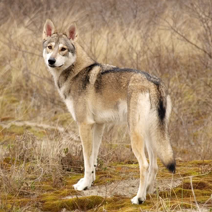 Tamaskan Dog Breed Guide - Learn about the Tamaskan Dog.