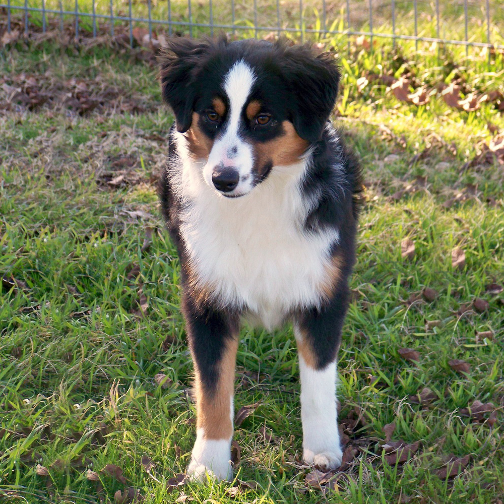 What Size Crate For Miniature Australian Shepherd At Victoria Gregory Blog What Size Crate For Miniature Australian Shepherd At Victoria Gregory Blog