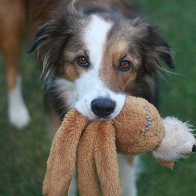 Welsh Sheepdog Breed Guide - Learn about the Welsh Sheepdog.