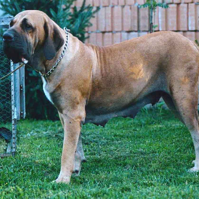 FILA BRASILEIRO