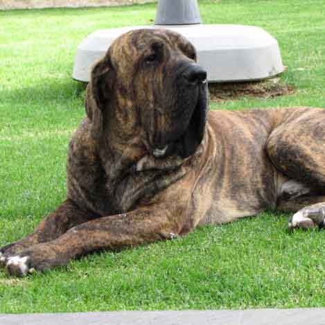 fila brasileiro mastiff