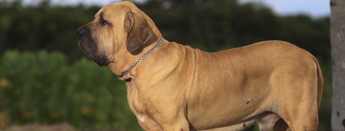 Fila Brasileiro Breed Guide - Learn about the Fila Brasileiro.