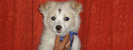 Indian Spitz pup - Pet Paw