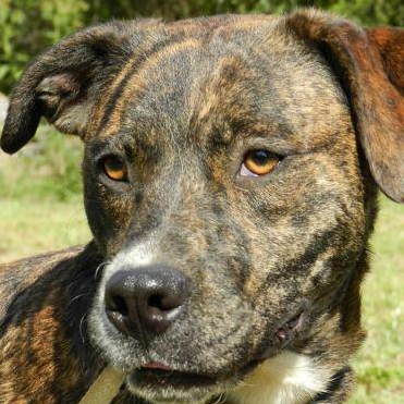 mountain cur dog brindle