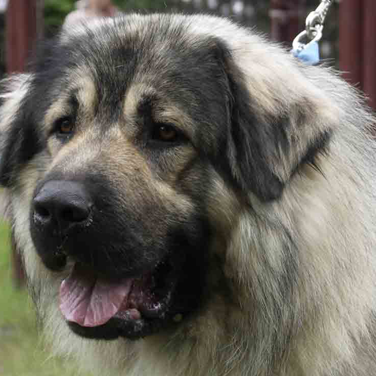 sarplaninac dog