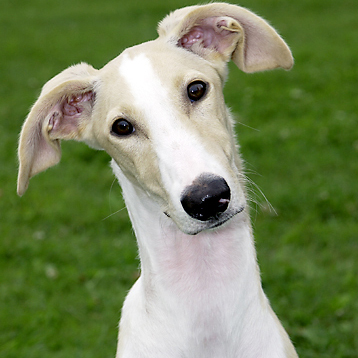 Polish Greyhound Breed Guide - Learn about the Polish ...