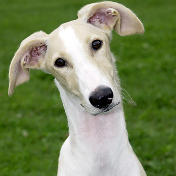 Polish Greyhound Breed Guide Learn About The Polish Greyhound Polish Greyhound Breed Guide Learn About The Polish Greyhound