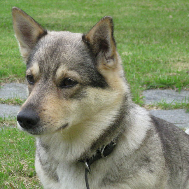 Swedish Vallhund Breed Guide - Learn about the Swedish Vallhund.