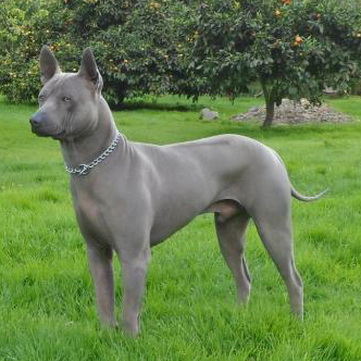 silver ridgeback